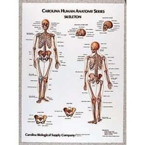 Muscles, Giant Carolina Human Anatomy Chart  Industrial 