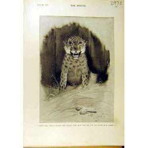   1895 Animal Leopard Sketch Gunning King Comedy Print