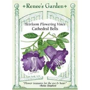  Cathedral Bells Seeds Patio, Lawn & Garden