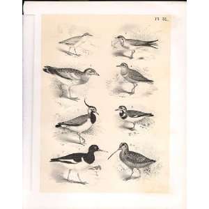   Birds From Science Of Birds 1878 Jasper Swallow Plove