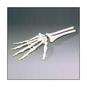 Life Size Elastic Human Hand and Wrist Anatomical Model  