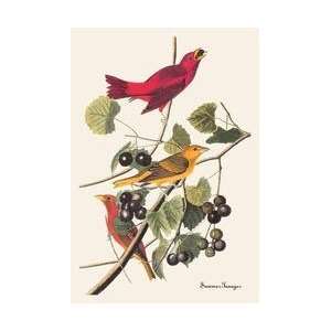  Summer Tanager 12x18 Giclee on canvas