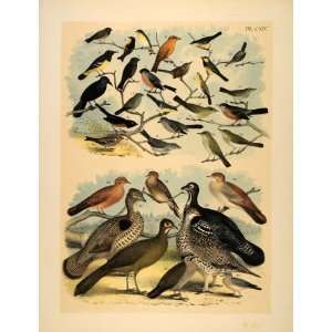  1881 Chromolithograph Bird Goldfinch Grouse Dove Thrush 