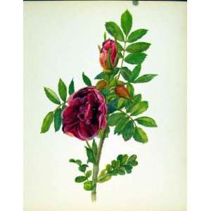  Carmen Beautiful Roses By J Kaplick Old Print Flowers 