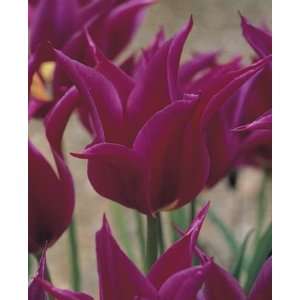  Tulip Maytime reddish violet 10_bulbs Patio, Lawn 