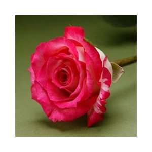 25 Fresh Roses Bicolor White Hot pink  16 Inch Length Each Stem 