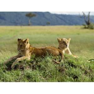 Young Lions, Masai Mara National Reserve, Kenya, East Africa, Africa 