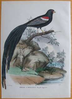 BOSCHI Bird of Paradise Folio   e157   1863  