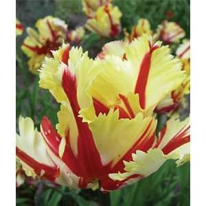 Tulip, Flaming Parrot 10 Bulbs 