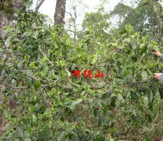 2006 Awazon 100 Years Old Tea Tree Raw Pu erh Red Label  