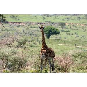  Ugandan Rothschild Giraffe   6x10 