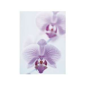  Two Orchids   Poster (15.75x19.7)