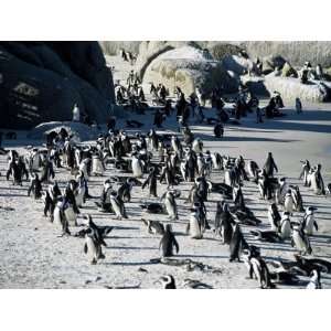  Penguins at Boulder Beach in Simons Town, Near Cape Town 