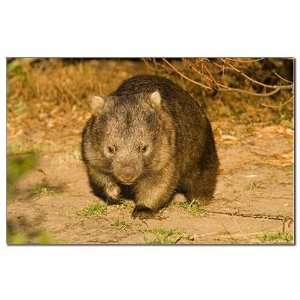  Wombat Animals Mini Poster Print by  Patio, Lawn 