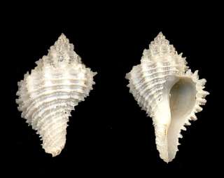 Bestshells Latiaxis Filiaregia 25.94 mm Gem  