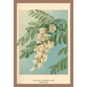   printed on 20 x 30 stock. Acacia, Flower & Foliage