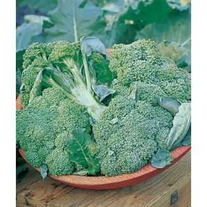  Broccoli, Di Ciccio Organic 1 Pkt. (200 seeds) Patio 