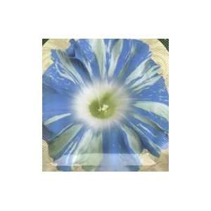  Floating Cloud Morning Glory Seed Pack Patio, Lawn 