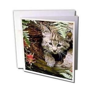  Wild animals   Bobcat   Greeting Cards 6 Greeting Cards 