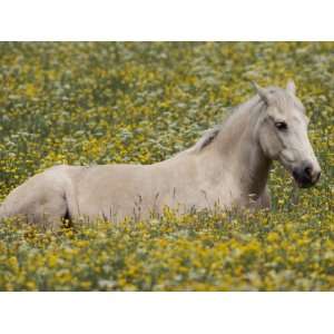  A Domestic Horse Rests in a Meadow of Little Yellow and 