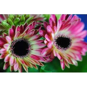  Two Pink Mini Gerber Daisies Flower Photograph 