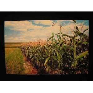  Tall Corn in Macon, Missouri, 1950s Postcard not 