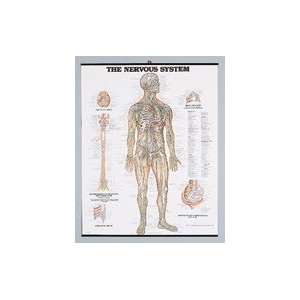 Nervous System Poster, 1ea