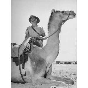  Camel Laying Down So Policeman Can Get in Saddle, in 