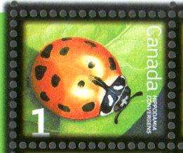 CANADA PANE 50 X 1¢ STAMPS (Convergent Lady Beetle) MNH  