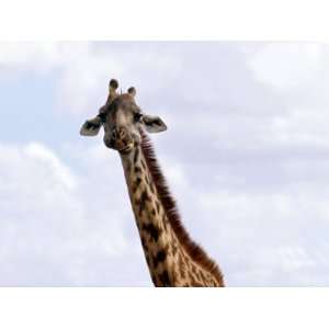  Giraffe, Nairobi Game Park, Kenya Giclee Poster Print 