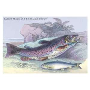 Salmon Feroxvar and Salmon Trout 20x30 poster 