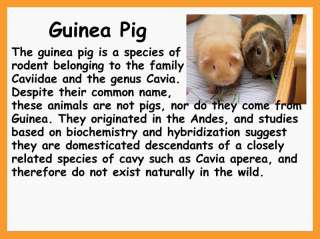 GUINEA PIG Cavy Cavia Porcellus choco egg figure PET 3  