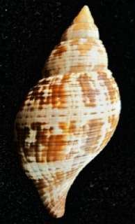 TULIPÁN VERDADERO Shell   tulipa R5 de Fasciolaria