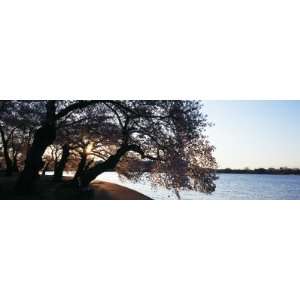 Cherry Blossoms at the Riverbank at Sunrise, Tidal Basin, Potomac 