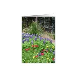  Texas Greeting Card    Bluebonnets (blank) Card Health 