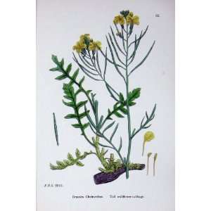  Botany Plants C1902 Tall Wallflower Cabbage Brassica