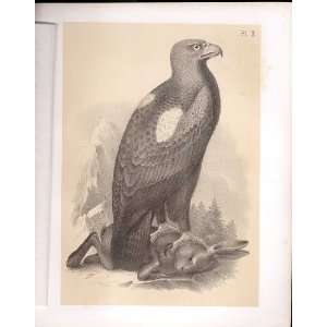  The Golden Eagle From Science Of Birds 1878 Jasper