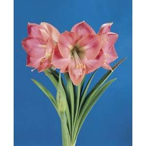  Amaryllis Vera supersize amaryllis pink 4_bulbs Patio 