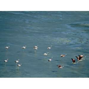  Flamingos Wade in the Shallow Waters of an Atacama Lake 