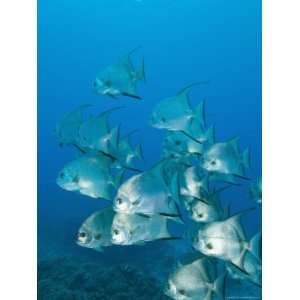 Atlantic Spadefish, Ambergris Caye, Hol Chan Marine Preserve, Belize 