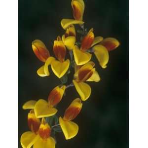 Scotch Broom, Cytisus Scoparius, Fagaceae, an Invasive Introduced 