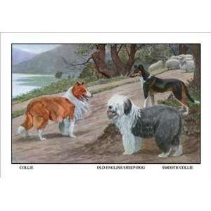   Collie, Old English Sheep Dog, Smooth Collie 20x30 poster Home