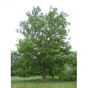  1 American Sycamore 1 2 Foot Bareroot tree Patio, Lawn 