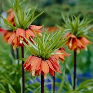  Red Crown Imperial Bulbs Patio, Lawn & Garden