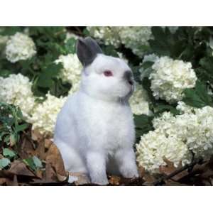 Netherland Dwarf Domestic Rabbit Premium Poster Print by Lynn M. Stone 