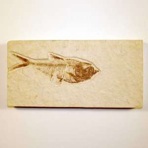  Green River Fm. Fossil Fish   Diplomystus G302 Kitchen 