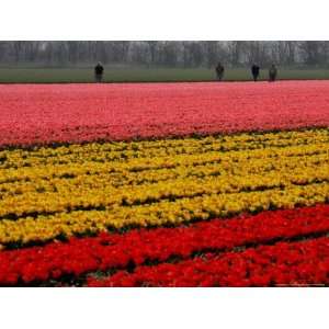  Workers amidst Fields of Tulips and Daffodils near Sint 
