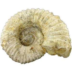 Natural Ammonite Fossil   Medium  Industrial & Scientific