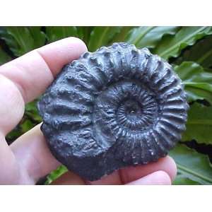  E7803 Gemqz Black Ammonite Fossil Double Sided Large 