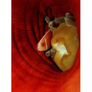  Pink Anemonefish (Amphiprion Perideraion) Deep in a Sea 